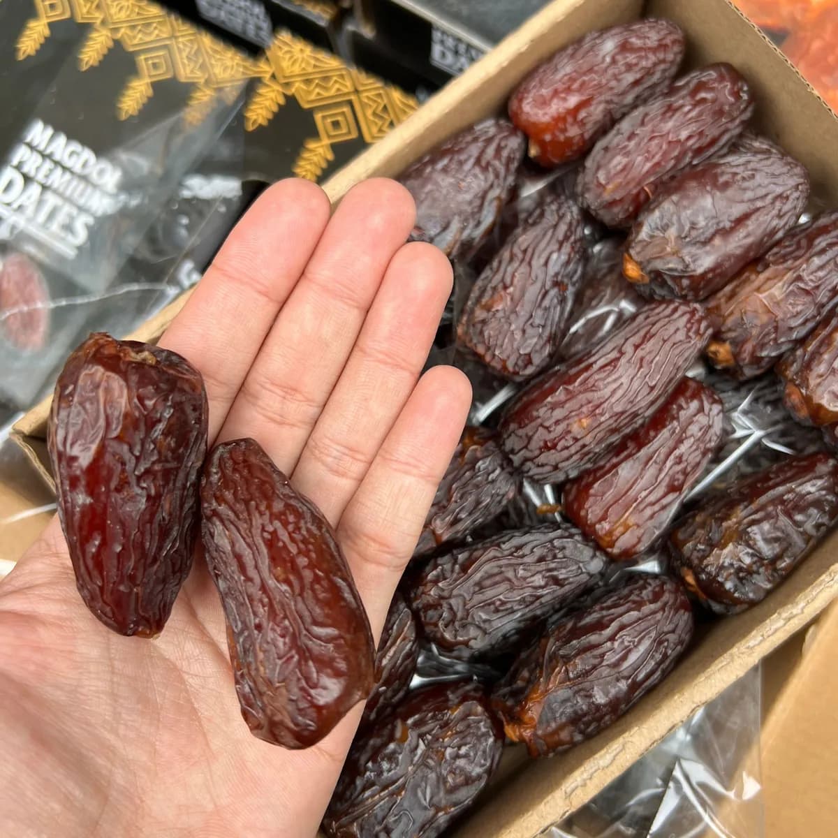 Kurma Medjool Super Jumbo di tapak tangan menunjukkan saiznya yang besar